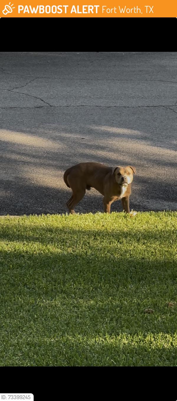 Found/Stray Male Dog last seen Genoa, Fort Worth, TX 76116