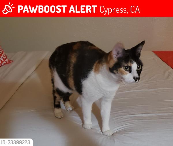 Lost Female Cat last seen Lincoln and Walker, Cypress, CA 90630