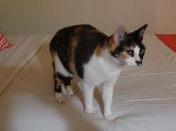 Lost Female Cat last seen Lincoln and Walker, Cypress, CA 90630