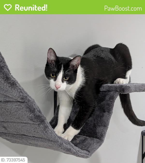 Reunited Male Cat last seen Velarde Drive and Avenida de los Arboles, Thousand Oaks, CA 91360