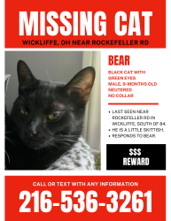 Lost Male Cat last seen Rockefeller just south of Ridge, Wickliffe, OH 44092