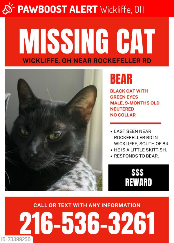 Lost Male Cat last seen Rockefeller just south of Ridge, Wickliffe, OH 44092