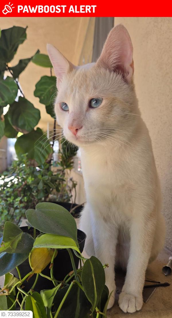 Lost Male Cat last seen Near Ocean View Blvd, La Crescenta-Montrose, CA 91020