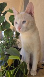 Lost Male Cat last seen Near Ocean View Blvd, La Crescenta-Montrose, CA 91020