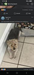Lost Male Dog last seen 12th st, Reading, PA 19604
