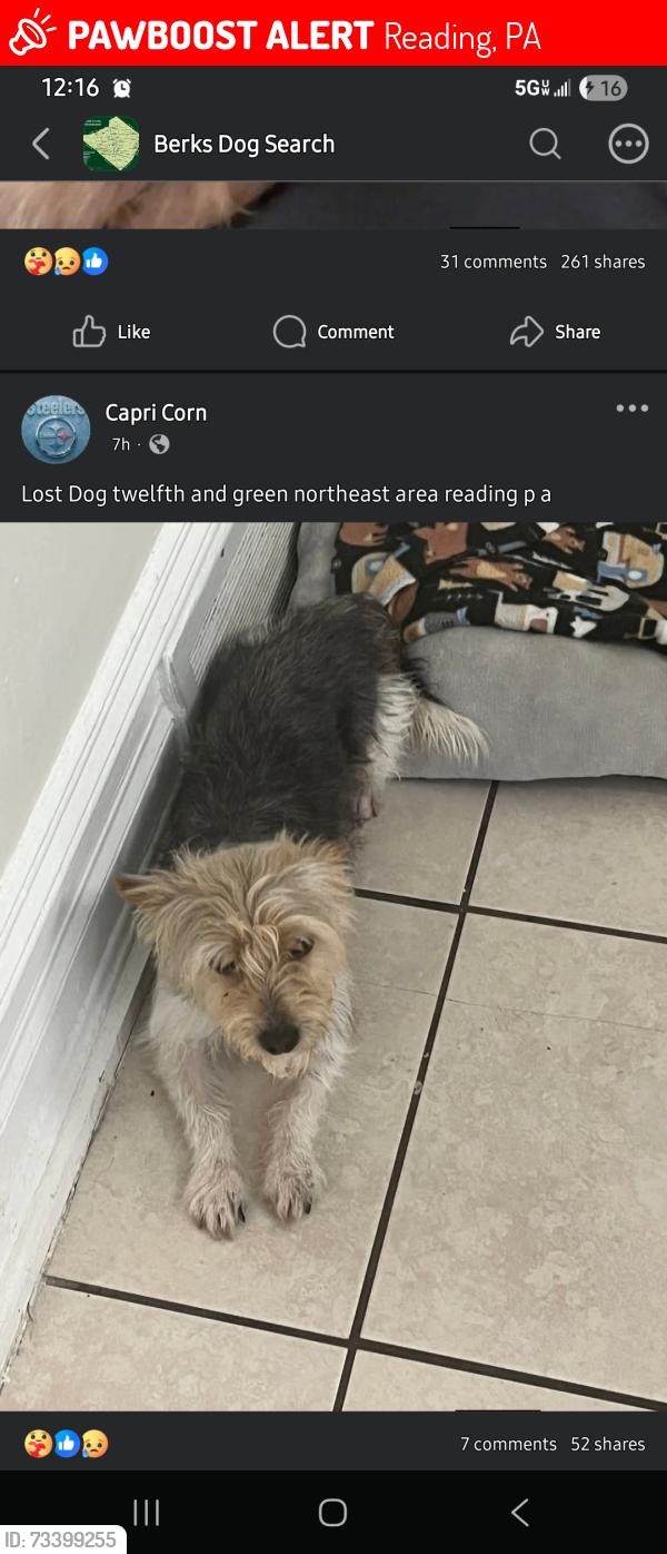 Lost Male Dog last seen 12th st, Reading, PA 19604