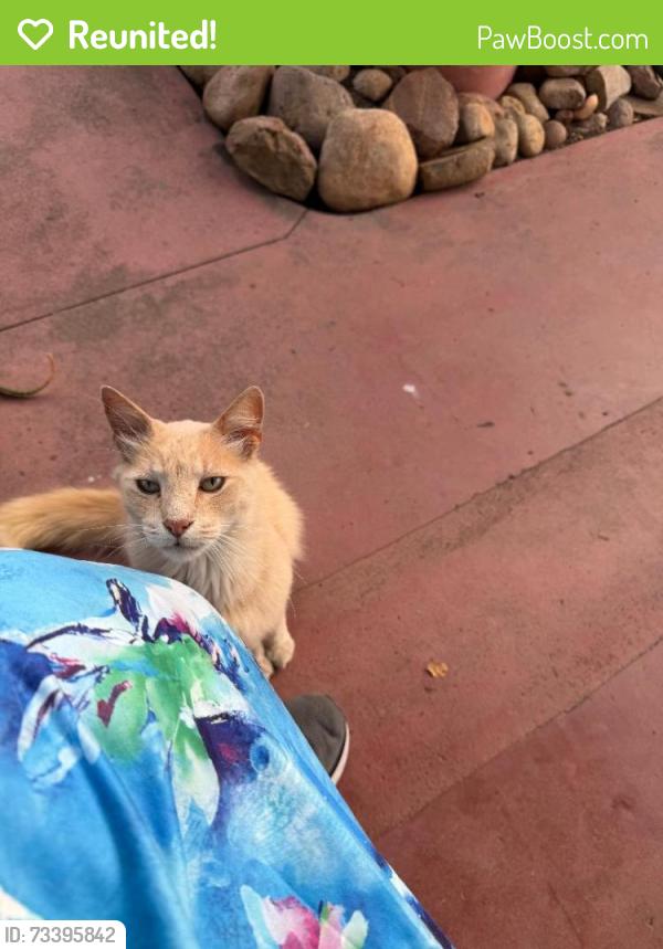 Reunited Unknown Cat last seen Mrytle Avenue, Upas Street, Bancroft St and Felton St, San Diego, CA 92104