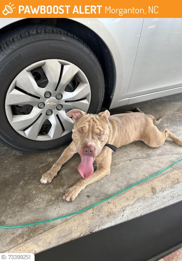 Found/Stray Male Dog last seen Powerhouse road Glen alpine, Morganton, NC 28655