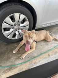 Found/Stray Male Dog last seen Powerhouse road Glen alpine, Morganton, NC 28655