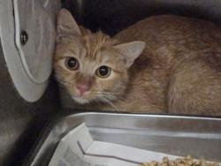 Shelter Stray Female Cat last seen , 3201 Lacy St, Los Angeles, CA 90031, USA