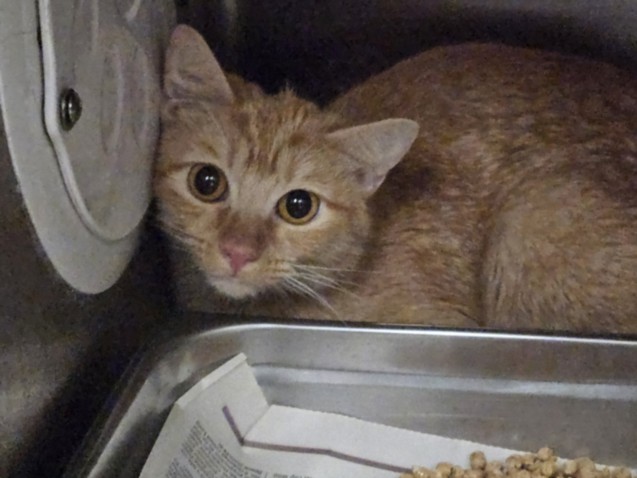Shelter Stray Female Cat last seen , 3201 Lacy St, Los Angeles, CA 90031, USA