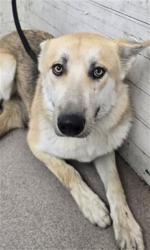 Shelter Stray Female Dog last seen Near BLOCK W SAGE TREE, 333 Chandler Pl, San Bernardino, CA 92408, USA