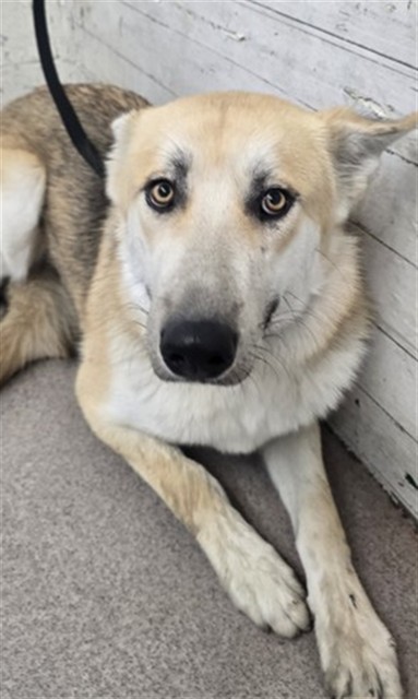 Shelter Stray Female Dog last seen Near BLOCK W SAGE TREE, 333 Chandler Pl, San Bernardino, CA 92408, USA