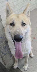 Shelter Stray Male Dog last seen Near BLOCK W SAGE TREE, 333 Chandler Pl, San Bernardino, CA 92408, USA