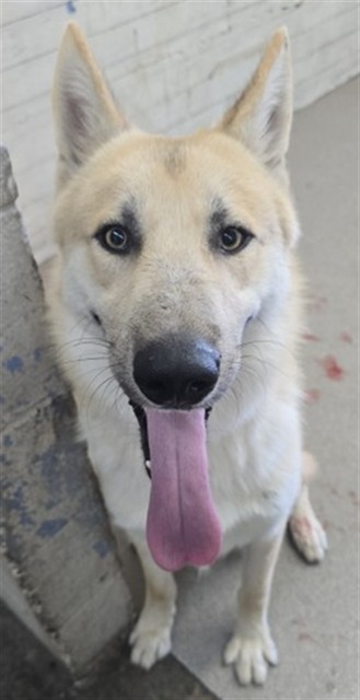 Shelter Stray Male Dog last seen Near BLOCK W SAGE TREE, 333 Chandler Pl, San Bernardino, CA 92408, USA