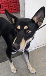 Shelter Stray Male Dog last seen E P MOUNT DR X WILLOW DR, 333 Chandler Pl, San Bernardino, CA 92408, USA