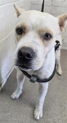 Shelter Stray Male Dog last seen INDIGO & WOODPINE, 333 Chandler Pl, San Bernardino, CA 92408, USA