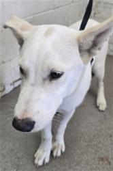 Shelter Stray Male Dog last seen INDIGO & WOODPINE, 333 Chandler Pl, San Bernardino, CA 92408, USA