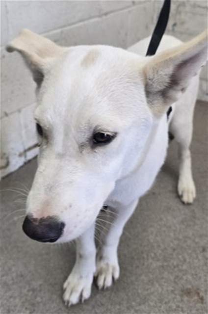 Shelter Stray Male Dog last seen INDIGO & WOODPINE, 333 Chandler Pl, San Bernardino, CA 92408, USA