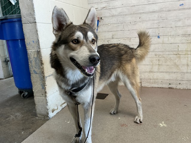 Shelter Stray Male Dog last seen Near BLOCK HWY AAND ORANGE SHOW RD, 333 Chandler Pl, San Bernardino, CA 92408, USA