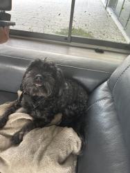 Reunited Male Dog last seen Hansen, Sarasota, FL 34237