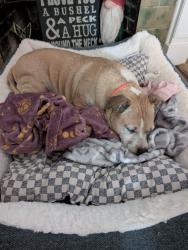 Reunited Male Dog last seen 32nd and NE Broadway, Portland, OR 97232