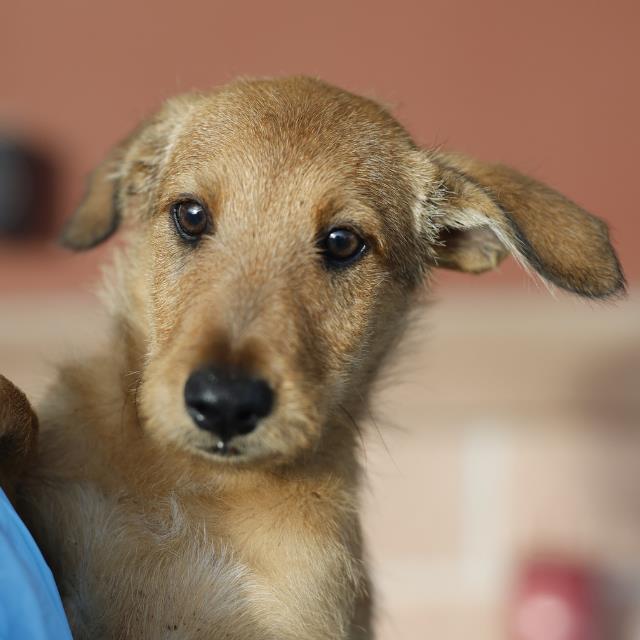Shelter Stray Male Dog last seen Near BLOCK E HIGHLAND, 4710 TX-151, San Antonio, TX 78227, USA