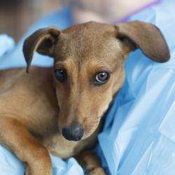 Shelter Stray Female Dog last seen Near BLOCK E HIGHLAND BLVD, 4710 TX-151, San Antonio, TX 78227, USA