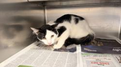 Shelter Stray Male Cat last seen , 957 N Gaffey St, San Pedro, CA 90731, USA