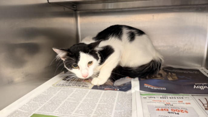 Shelter Stray Male Cat last seen , 957 N Gaffey St, San Pedro, CA 90731, USA