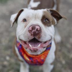 Shelter Stray Male Dog last seen Near BLOCK W 1604 N, 4710 TX-151, San Antonio, TX 78227, USA