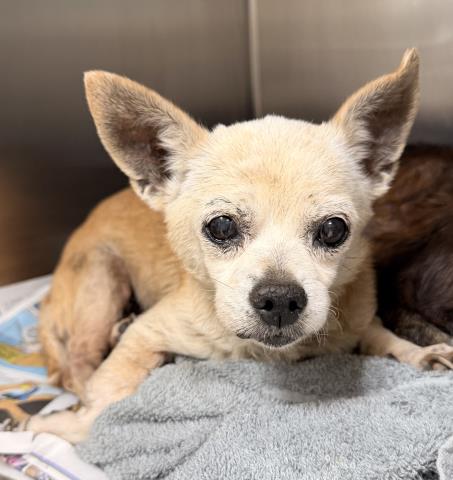 Shelter Stray Female Dog last seen , 957 N Gaffey St, San Pedro, CA 90731, USA