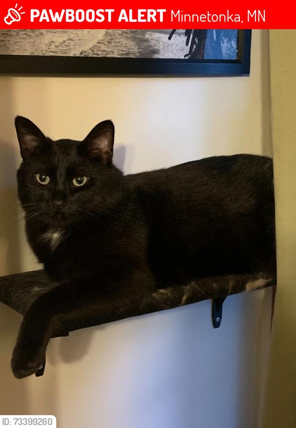 Lost Male Cat last seen Beacon hill rd and excelsior blvd, Minnetonka, MN 55345