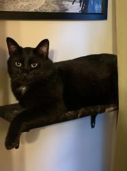 Lost Male Cat last seen Beacon hill rd and excelsior blvd, Minnetonka, MN 55345