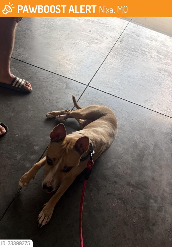 Found/Stray Female Dog last seen N Walleye, Nixa, MO 65714