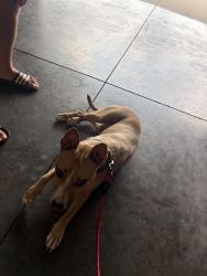 Found/Stray Female Dog last seen N Walleye, Nixa, MO 65714