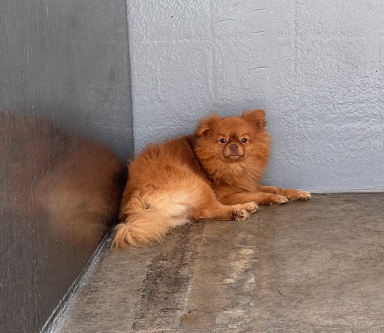 Shelter Stray Male Dog last seen Near BLOCK MICHIGAN AVE, 1640 9th St, Santa Monica, CA 90404, USA