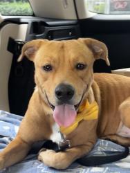 Shelter Stray Male Dog last seen Near BLOCK NW 105 TER, 3599 NW 79th Ave, Doral, FL 33122, USA
