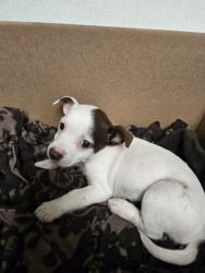 Shelter Stray Male Dog last seen Near BLOCK RIDGE RD, BAKERSFIELD CA 93305, 3951 Fruitvale Ave, Bakersfield, CA 93308, USA