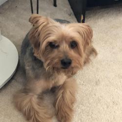 Lost Male Dog last seen Tifton hwy, Nashville, GA 31639