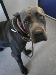 Shelter Stray Female Dog last seen Near BLOCK PANAMA LN, BAKERSFIELD CA 93307, 3951 Fruitvale Ave, Bakersfield, CA 93308, USA