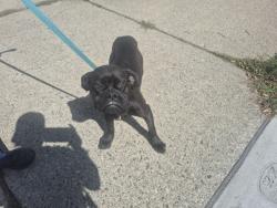 Shelter Stray Female Dog last seen Near BLOCK SANTA ROSA DR, DETROIT, MI, 7401 Chrysler Dr, Detroit, MI 48211, USA