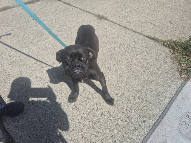 Shelter Stray Female Dog last seen Near BLOCK SANTA ROSA DR, DETROIT, MI, 7401 Chrysler Dr, Detroit, MI 48211, USA