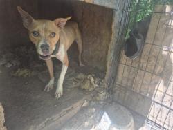 Shelter Stray Female Dog last seen Near BLOCK SANTA ROSA DR, DETROIT, MI, 7401 Chrysler Dr, Detroit, MI 48211, USA