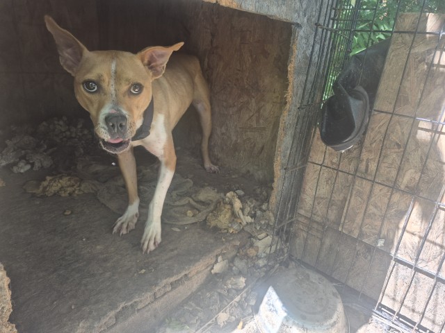 Shelter Stray Female Dog last seen Near BLOCK SANTA ROSA DR, DETROIT, MI, 7401 Chrysler Dr, Detroit, MI 48211, USA