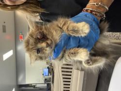 Shelter Stray Female Cat last seen Near BLOCK DIAMONDBACK TRL, INDIO CA 92201, 72050 Pet Land Pl, Thousand Palms, CA 92276, USA