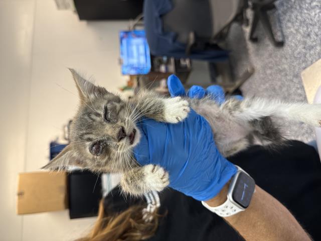 Shelter Stray Female Cat last seen Near BLOCK DIAMONDBACK TRL, INDIO CA 92201, 72050 Pet Land Pl, Thousand Palms, CA 92276, USA
