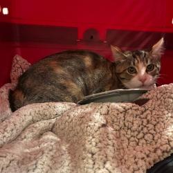 Shelter Stray Female Cat last seen Near BLOCK E 149TH AVE, 12155 Park Blvd, Brighton, CO 80601, USA
