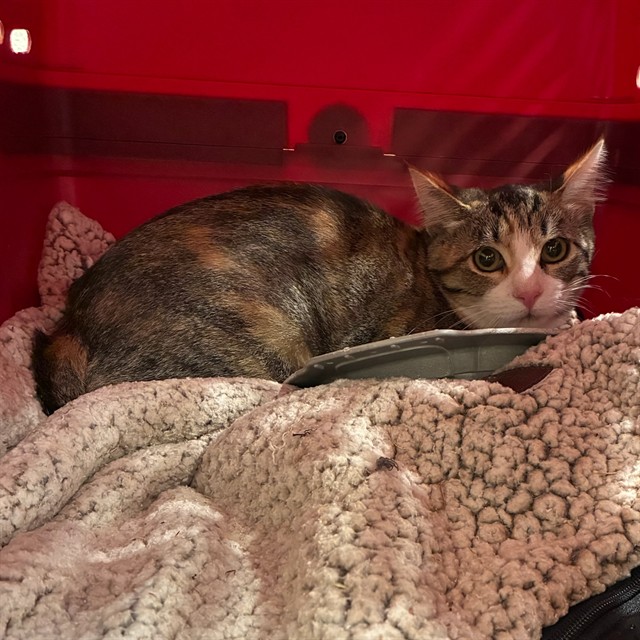 Shelter Stray Female Cat last seen Near BLOCK E 149TH AVE, 12155 Park Blvd, Brighton, CO 80601, USA