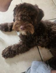 Reunited Male Dog last seen 20th and Derry St, Harrisburg, Harrisburg, PA 17104